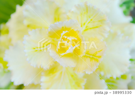 葉牡丹(ハボタン)の花言葉は「祝福」「愛を包む」 38995330