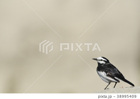 白い岩に佇む「ハクセキレイ」 38995409