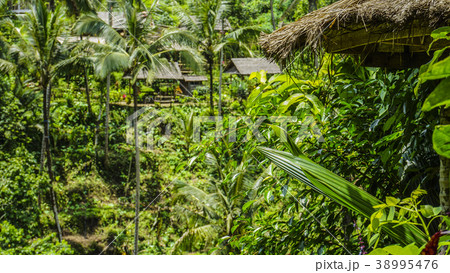 バリ島のウブドにあるテガラランのライステラス風景 38995476