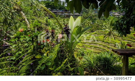 バリ島のウブドにあるテガラランのライステラス風景 38995477