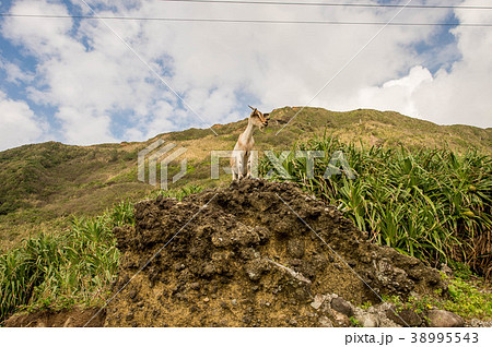 台湾 海沿い 海浜 38995543