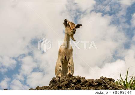 台湾 海沿い 海浜 38995544