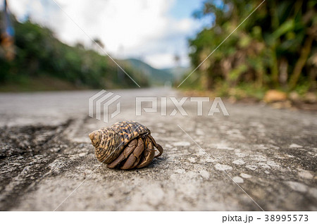 台湾 海沿い 海浜 38995573