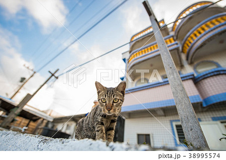 台湾 海沿い 海浜 38995574