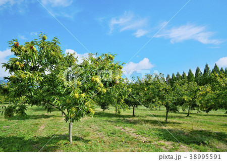 琵琶湖の栗園 38995591