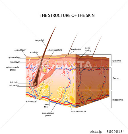 The anatomical structure of the skin 38996184