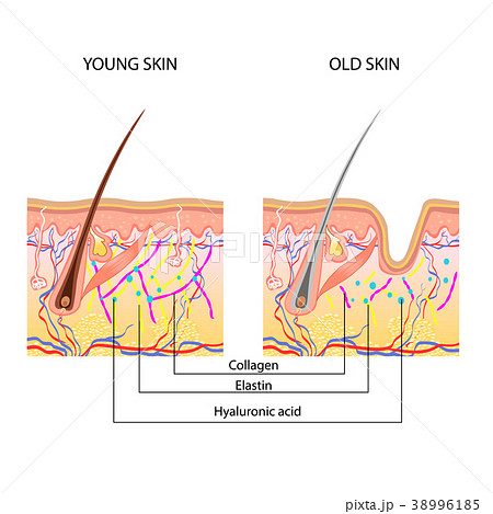 anatomical structure of the skin, young  old skin 38996185