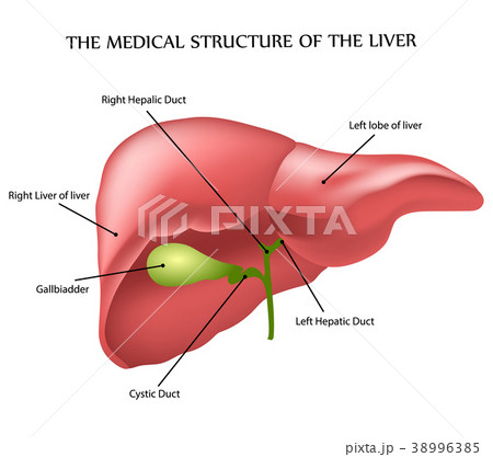 medical structure of the liver 38996385
