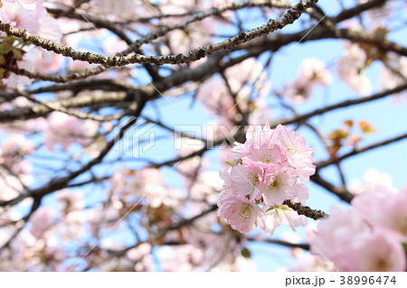 春　桜　大沢桜 38996474