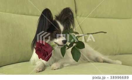 Dog Papillon keeps red rose in his mouth in love 38996689