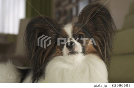 Dog Papillon keeps his nose to the tasty treat 38996692