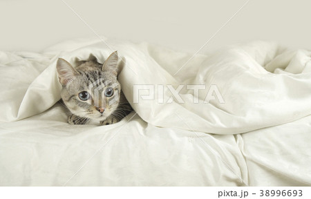 Thai cat lies under blanket on the bed 38996693