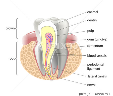 medical structure of the tooth, illustration 38996791