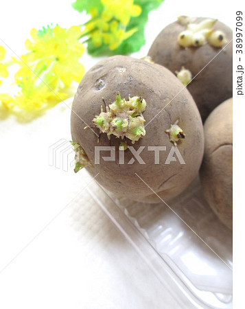 じゃがいも(男爵)の芽と菜の花 じゃがいも(男爵)の芽と菜の花 38997099