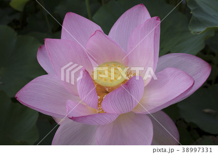 ハスの花 38997331