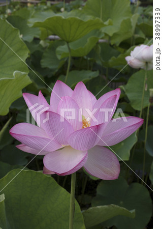 ハスの花 38997339