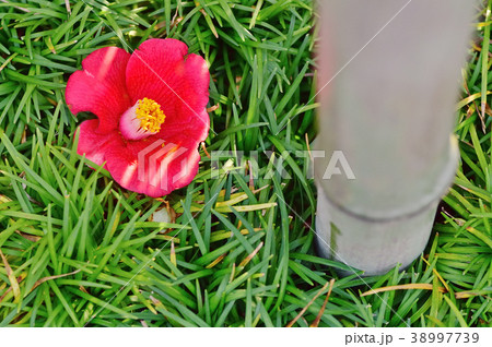 竹と落椿 竹と落椿 38997739