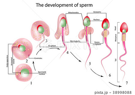 structure of spermatozoon structure of spermatozoon 38998088