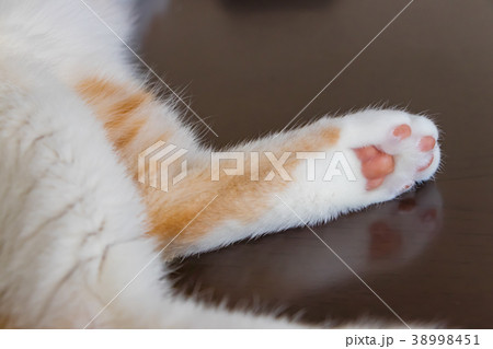 かわいい茶白ネコの肉球 かわいい茶白ネコの肉球 38998451
