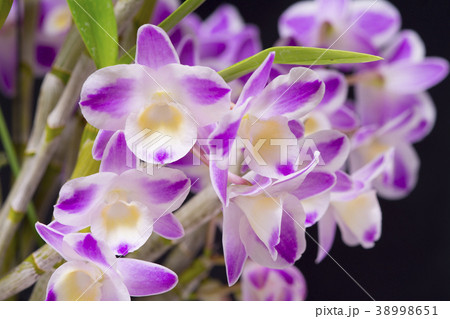 洋ランDendrobium ChinaDreamCrystalの写真 38998651