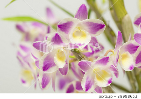 洋ランDendrobium ChinaDreamCrystalの写真 洋ランDendrobium ChinaDreamCrystalの写真 38998653