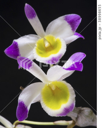 原種洋ランDendrobium crassinode の写真 38998655