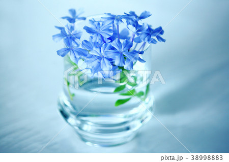 涼しげなルリマツリの花 涼しげなルリマツリの花 38998883