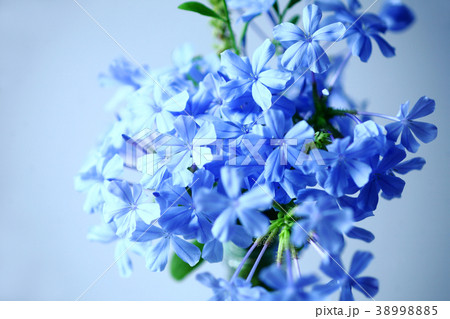 涼しげなルリマツリの花 38998885