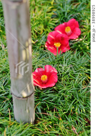 竹と落椿 竹と落椿 38998925