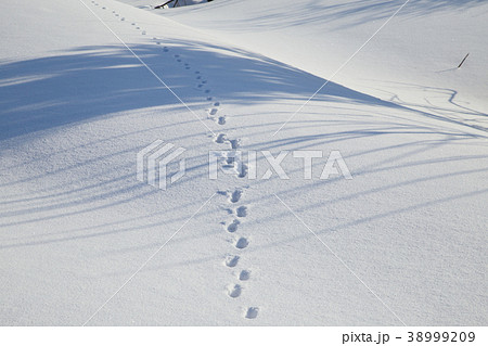 新潟県長岡市　雪原に続く狸の足跡と木の影 38999209