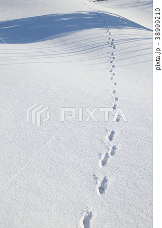 新潟県長岡市 雪原に続く狸の足跡と木の影の写真素材