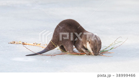 Small claw otter gathering nest material on ice Small claw otter gathering nest material on ice 38999466