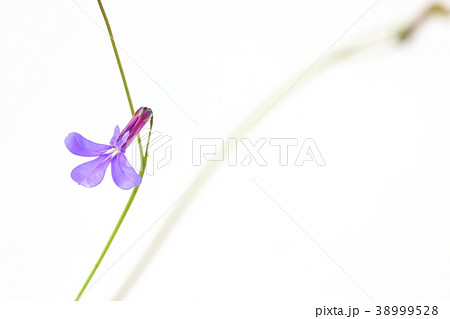 ロベリア 38999528