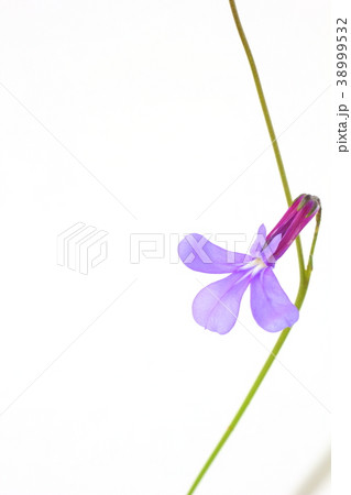 ロベリア 38999532