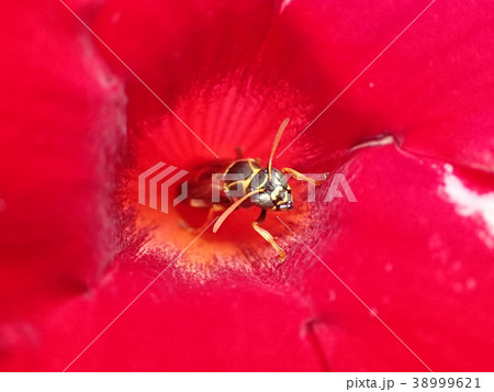 アシナガバチ（鹿児島県） 38999621