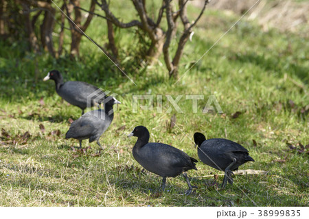 陸に上がるオオバンの群れ 38999835