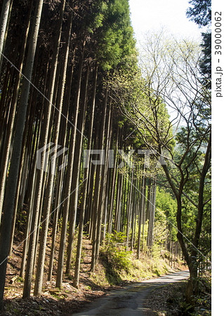 北山杉 39000062