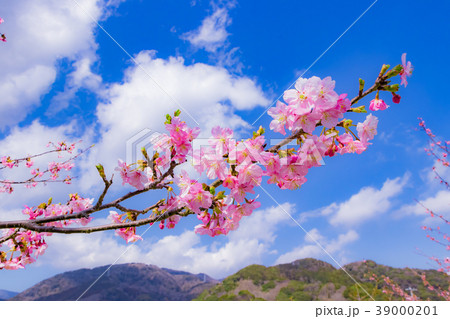 美しい河津桜のある風景の写真素材