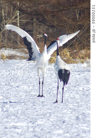 丹頂鶴の求愛ダンス　北海道阿寒郡鶴居村 39000231