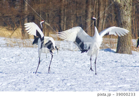丹頂鶴の求愛ダンス　北海道阿寒郡鶴居村 39000233