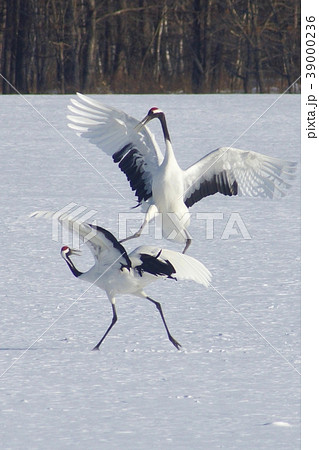 丹頂鶴の求愛ダンス 北海道阿寒郡鶴居村 丹頂鶴の求愛ダンス 北海道阿寒郡鶴居村 39000236