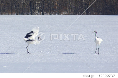 丹頂鶴の求愛ダンス　北海道阿寒郡鶴居村 39000237