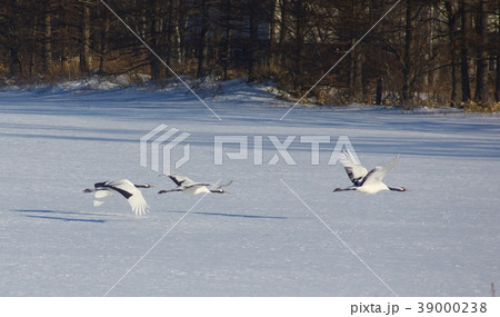 雪原の中を飛行するタンチョウヅル 北海道阿寒郡鶴居村 雪原の中を飛行するタンチョウヅル 北海道阿寒郡鶴居村 39000238