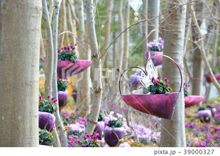 シクラメンの小径 シクラメンの小径 39000327