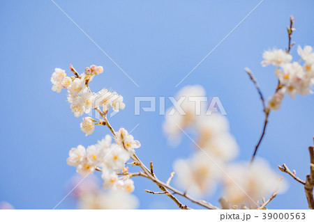 青空と桜 青空と桜 39000563