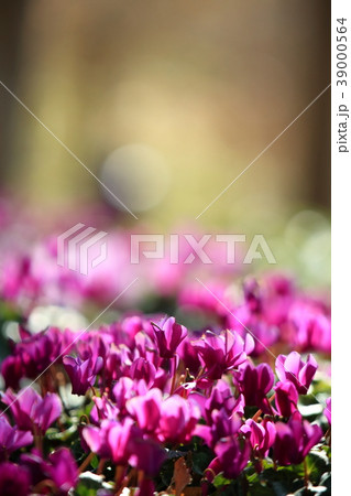 ガーデンシクラメン 39000564