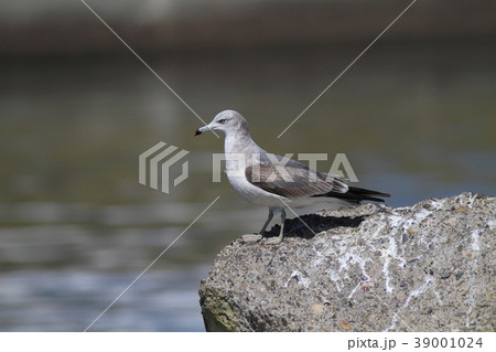 ウミネコの幼鳥 39001024