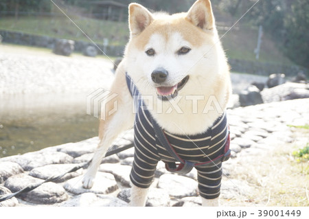 川遊びをして笑顔の柴犬 川遊びをして笑顔の柴犬 39001449