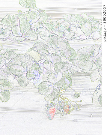 台湾 すがすがしさ 新鮮 39002057