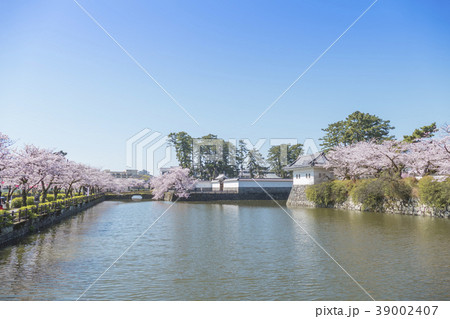 小田原城　染井吉野　隅櫓 39002407